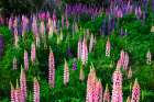 Lupine near Lindis Valley, Otago, South Island, New Zealand Art Print